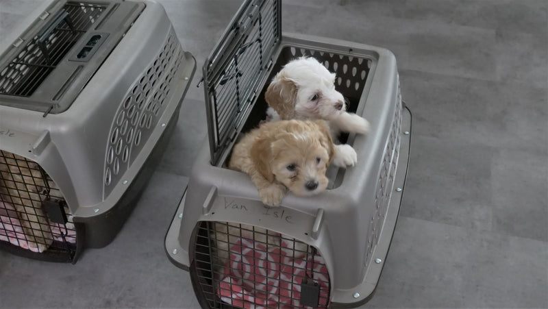 Puppy Box Assorted up to 10 pounds